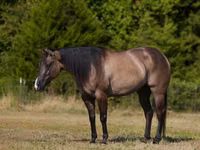 حصان, Quarter Horse — الصورة 2