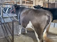 Vaca, Raza Holstein — foto 3