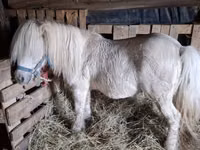 Caballo, Caballos — foto 2