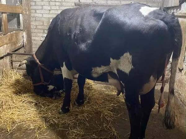 Vaca, Raza Holstein