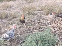 Chickens — Foto 5