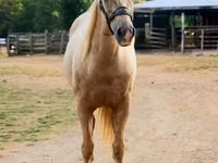 Kuda jantan, Quarter Horse — foto 7