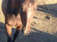 Kuda betina, Arabian horse — foto 4