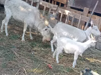 Chèvre, Dutch Landrace goats — photo 3