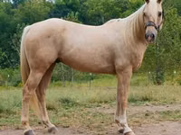 Kuda jantan, Quarter Horse — foto 2