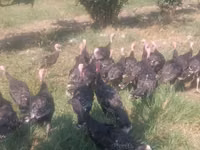Turkeys — photo 4