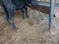 Vaca, Ganado vacuno — foto 4
