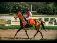 Yegua, Arabian horse — foto 1