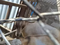 Billy Goat, Alpine goat — photo 6