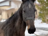 Jument, Akhal-Teke — photo 5