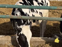 雌牛, Russian Black pied cattle — 写真 1