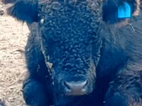 公牛, Galloway cow — 照片 1