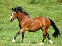 Horses (batch, sex not specified), New Altai Horse — photo 5