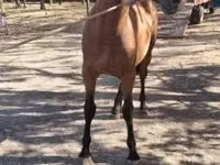 Cheval, Chevaux — photo 2