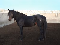 Caballo, Kushum Horse — foto 2