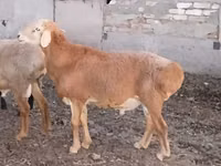 雄羊, Hissar sheep — 写真 1