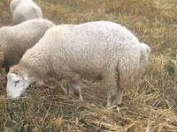 Domba jantan, Bardhoka sheep — foto 4