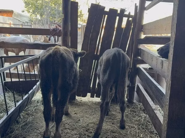 Banteng, Alatau breed