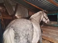 Stute, Ukrainian Riding Horse — Foto 2
