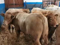 Rinder (Partie, Geschlecht nicht angegeben), Limousin-Kuh — Foto 5