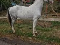 Mare, Hungarian horse breed — photo 1