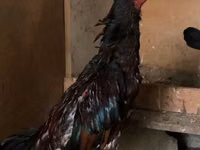 Chickens — photo 2