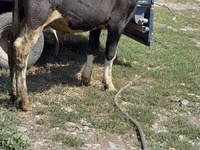 Banteng, Cattle — foto 4