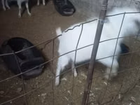 Chèvre, Alpine goat — photo 2