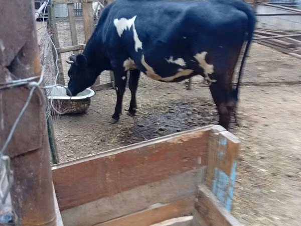 Kuh, Holstein-Rasse