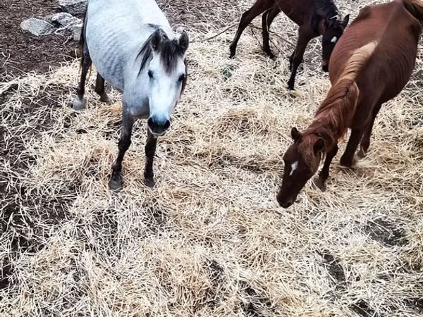 Kuda betina, Horses