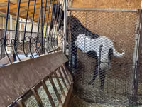 Chèvre, Kamori goats — photo 3