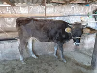 雌牛, Russian Black pied cattle — 写真 2