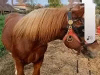 Kuda jantan, Horses — foto 1