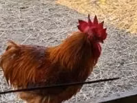 Chickens — photo 5