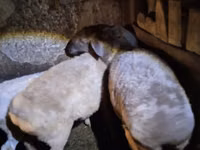 雌羊, Adal sheep — 写真 1