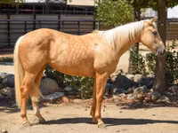 Stute, Quarter Horse — Foto 2