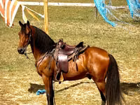 Kuda jantan, Tennessee Walking Horse — foto 5