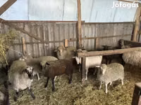 公羊, Merino sheep — 照片 5
