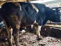 Banteng, Russian Black pied cattle — foto 2