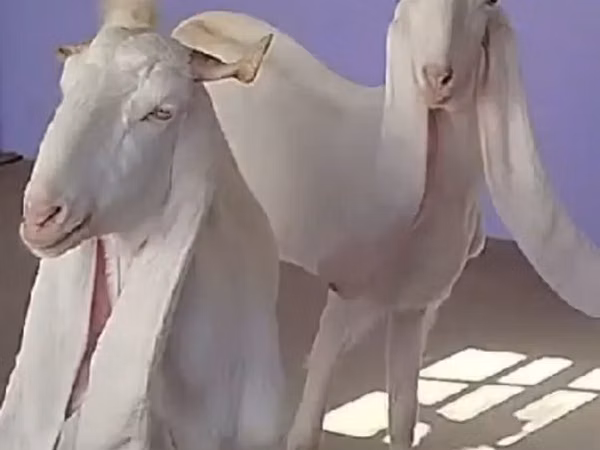 عنزة, Gulabi goats