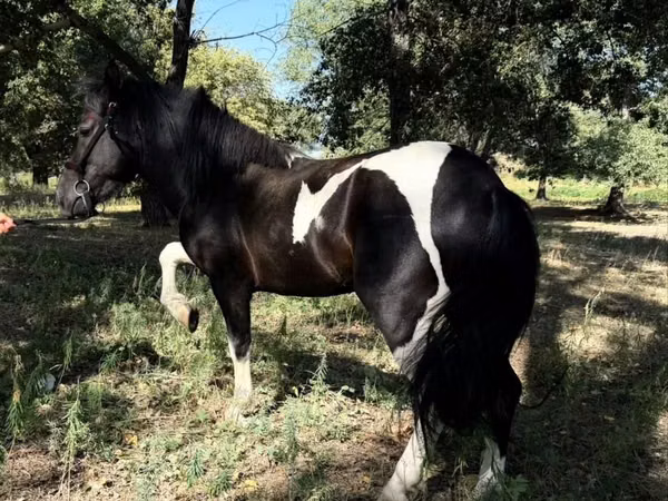 Chevaux (lot, sexe non indiqué), American shetland pony