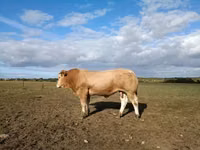 雄牛, Blonde d’Aquitane cattle — 写真 1