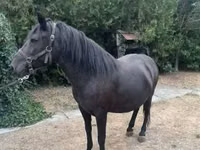 فرس, Hucul pony — الصورة 7