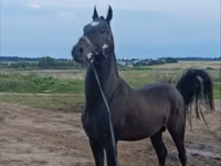 حصان, Akhal-Teke — الصورة 2