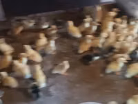 Ducks — photo 1