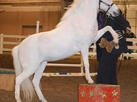 فرس, Miniature horse — الصورة 8