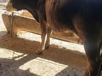 Vache, Race Alatauskaya — photo 1