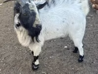 Billy Goat, Nigerian dwarf goats — photo 1