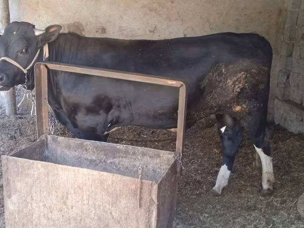 Toro, Ganado vacuno