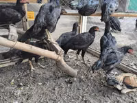 Chickens — 写真 2
